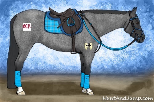 Horse Color:Blue Roan 