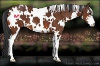 Horse Color:White Spotted Bay Sabino