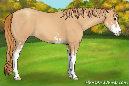 Horse Color:Gold Champagne Sabino