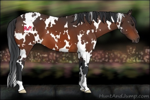 Horse Color:White Spotted Bay 