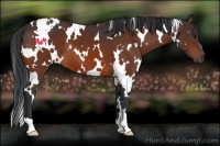 Horse Color:White Spotted Bay 