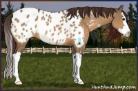 Horse Color:Brown Dun Sabino Splash Appaloosa Rabicano 