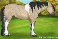 Horse Color:Bay Ice Dun Tobiano