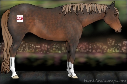 Horse Color:Liver Chestnut