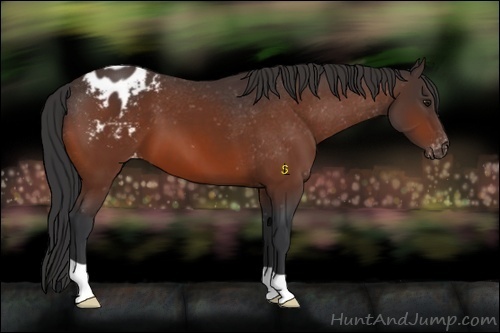 Horse Color:Brown Appaloosa 