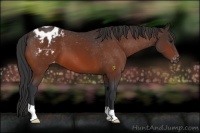 Horse Color:Brown Appaloosa