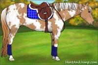 Horse Color:White Spotted Chestnut 