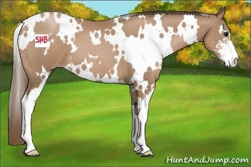 Horse Color:White Spotted Black Pearl Sabino