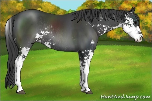 Horse Color:Black Sabino Rabicano 