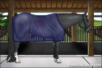 Horse Color:Black Sabino Rabicano 