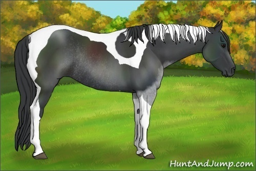 Horse Color:Black Sabino Tobiano Rabicano