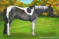 Horse Color:Black Sabino Tobiano Rabicano