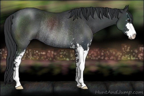 Horse Color:Black Sabino Rabicano