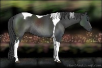 Horse Color:Black Sabino Tobiano Rabicano 