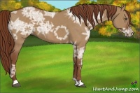 Horse Color:Red Dun Ice 
