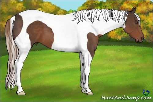 Horse Color:Liver Chestnut Tobiano 