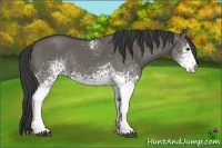 Horse Color:White Spotted Grullo Rabicano