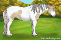 Horse Color:Gray Silver Buckskin Dun Sabino Tobiano 
