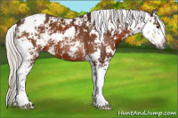 Horse Color:Gray Silver Bay Sabino