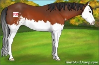 Horse Color:Brown Sabino Splash 