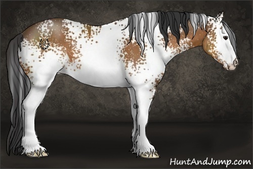 Horse Color:White Spotted Bay 