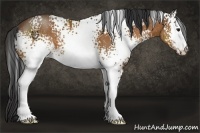 Horse Color:White Spotted Bay