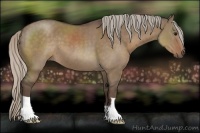 Horse Color:Silver Grullo 