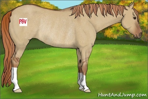 Horse Color:Red Dun Rabicano 