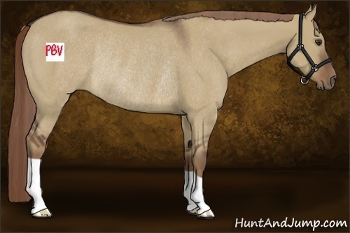 Horse Color:Liver Red Dun Rabicano 