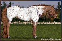 Horse Color:Chestnut Near Leopard 