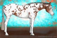 Horse Color:White Spotted Silver Brown Appaloosa 