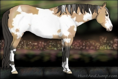Horse Color:White Spotted Buckskin Frame 