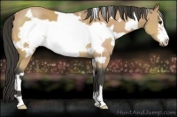 Horse Color:White Spotted Buckskin Frame 