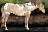 Horse Color:White Spotted Chestnut Pearl 