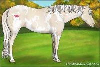 Horse Color:White Spotted Palomino Pearl 
