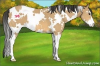 Horse Color:White Spotted Buckskin Sabino