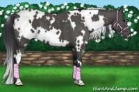 Horse Color:White Spotted Black
