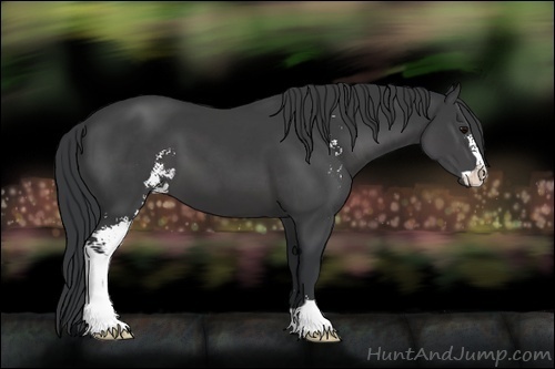 Horse Color:Black Sabino