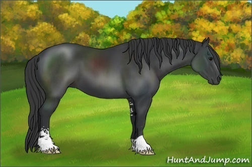 Horse Color:Black Sabino