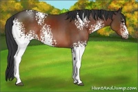 Horse Color:White Spotted Brown 
