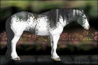 Horse Color:White Spotted Black Rabicano 