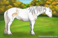 Horse Color:White Spotted Silver Sable Champagne Tobiano