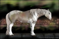 Horse Color:White Spotted Silver Black