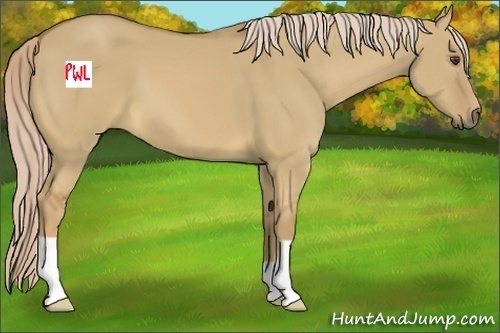 Horse Color:Palomino Dun 