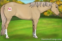 Horse Color:Palomino Dun