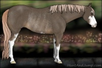 Horse Color:Chocolate Palomino Sabino Rabicano