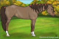 Horse Color:Liver Red Dun