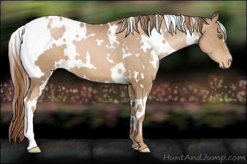 Horse Color:White Spotted Liver Chestnut Pearl Appaloosa 
