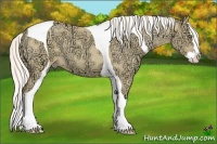 Horse Color:Silver Amber Cream Champagne Ice Roan Dun Splash Tobiano 