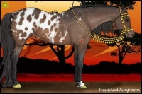 Horse Color:Bay Appaloosa 